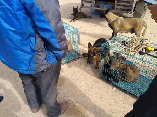 商贩出售德国牧羊犬喊价800元,摆摊不久便引来有意向的顾客