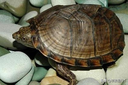鳖和乌龟的区别 鳖和乌龟有什么区别 怎么区分