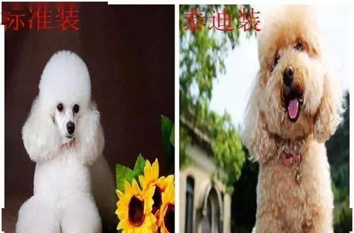 适合作为宠物犬的10大小型犬,你在养吗