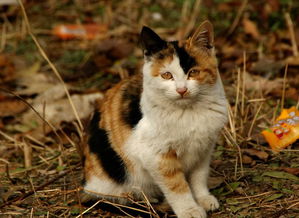 学院里的流浪猫