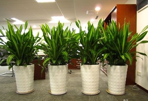 公司办公室摆放植物有什么讲究