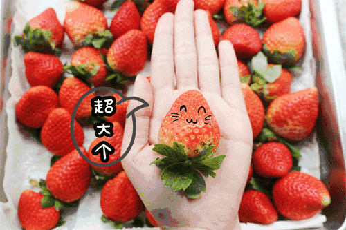 望晴川邀你摘草莓啦 莓 好时光,从这一 颗 开始