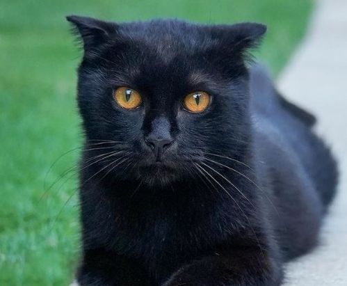 养猫还是不要养黑色的猫了,过来人提醒,真的有点吓人