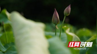 通道 惟有绿荷红菡萏 卷舒开合送清香