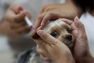 狂犬疫苗造假 惠州有没有影响 市疾控中心权威解答 
