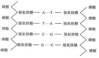 生物题中的G/C转变为A/T是什么意思