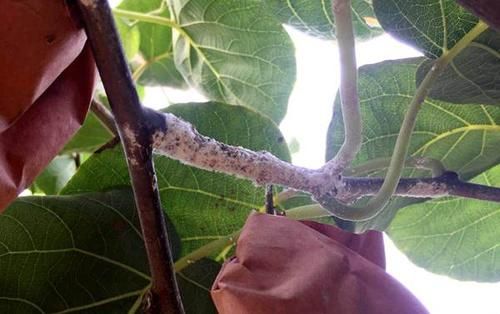 枇杷树上的蚧壳虫怎么防治,危害桂花介壳虫有哪些？