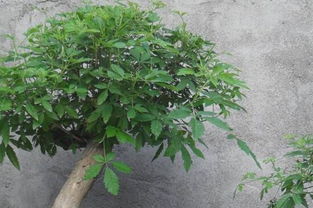 黄桷兰的养殖方法及养护要点,黄桷兰盆栽怎么修剪