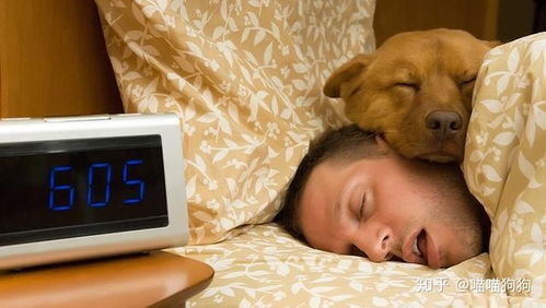 狗狗为什么喜欢跟主人睡 