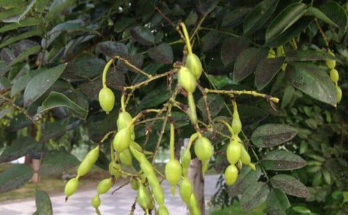 槐树上长出的果子,农村娃经常摘来当零食吃,如今极少人吃过它