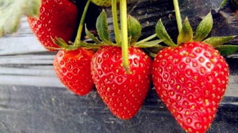 10月份草莓可以上市嘛 8月份的草莓是反季食品吗