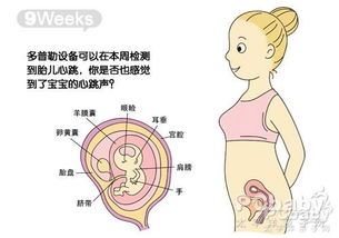怀孕三个月胎儿(怀孕3个月的胎儿发育情况)