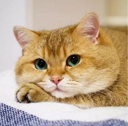橘猫是中华田园猫吗 橘猫为什么容易胖