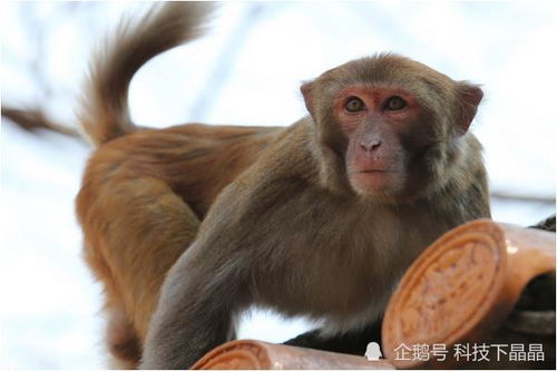 生肖猴 揭秘1968年生属猴人的毕生寿命,过了52岁后属于什么命
