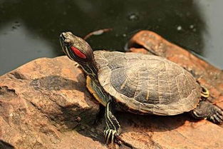 巴西龟在水里动的很厉害为什么呢？