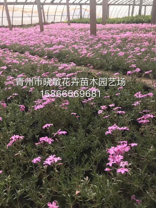 针叶天蓝绣球可以种植室内吗,针叶