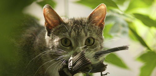 为保护野生动物多样性, 新西兰小镇推出 禁猫令