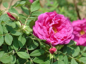 29朵玫瑰花有什么含义,探秘29朵玫瑰花的神秘含义- 献给爱情的最高礼赞