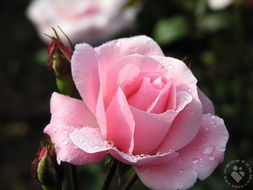 玫瑰花为蔷薇科植物玫瑰和重瓣玫瑰的花 图片欣赏中心 急不急图文 Jpjww Com