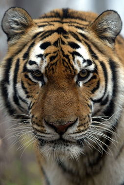 东北虎 世界上现存体型最大猫科动物 