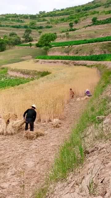 农村生活 收麦子喽,一家人齐上阵 