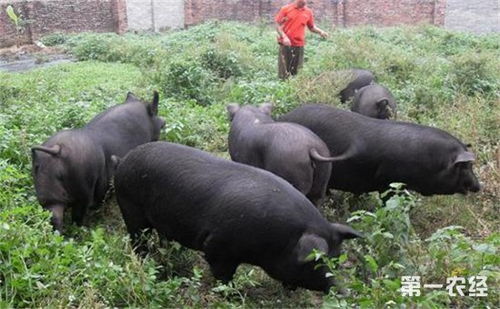 四川泸州散养土猪一单签下70万