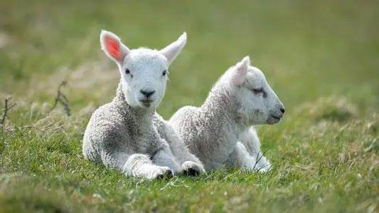 出生在这三天的属羊人,一生都会富得流油,大富大贵,很准的 阴历 
