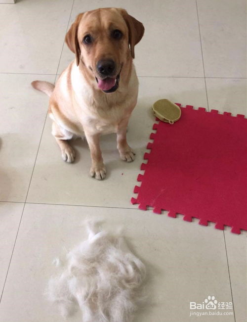 狗狗掉毛的原因及处理方法 