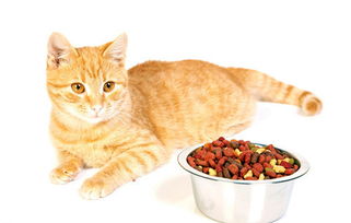 小猫咪为什么不吃盆底的猫粮 为什么不吃完猫粮 