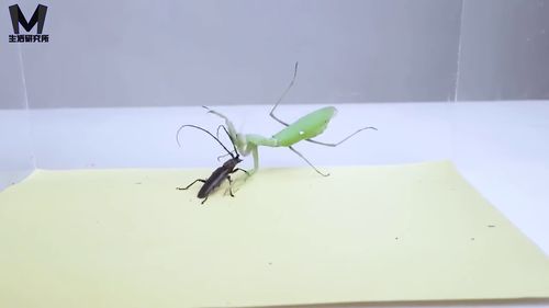 螳螂Vs天牛vs蟑螂,大战几个回合,螳螂能否捕食成功 昆虫大乱斗 