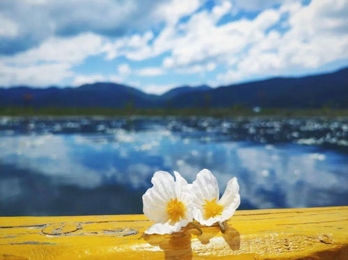 又到一年泸沽湖 水性杨花 刷爆朋友圈的时刻 每年夏天最让人心动的美景,千万别错过