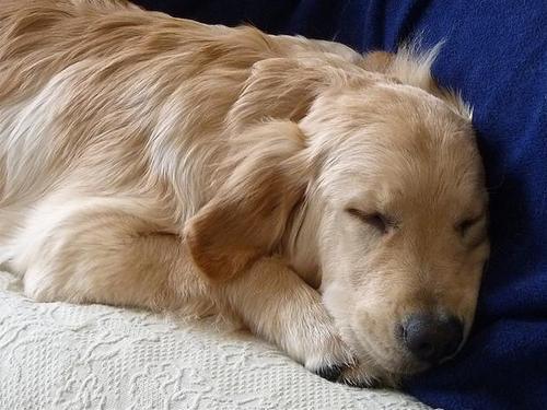 金毛的这6种睡姿,代表它对你很信任,你家狗狗是什么姿势