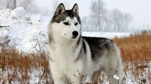 西伯利亚雪橇犬领头犬(西伯利亚雪橇犬长什么样)