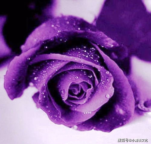 紫玫瑰微信头像
