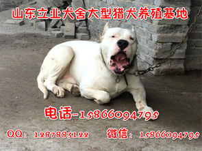 黄山三个月的杜高犬价格杜高犬出售