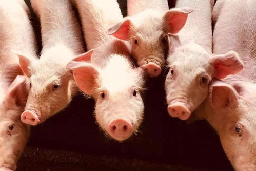 关注 2020养猪补贴新政策 养50头猪国家有补贴