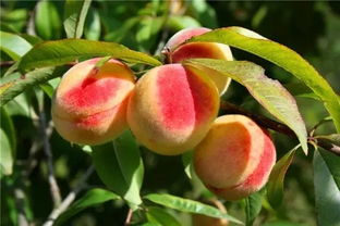 桃子核发芽全过程图片 种桃子需要砸开桃核吗