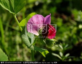 豌豆苗花简笔画 搜狗图片搜索