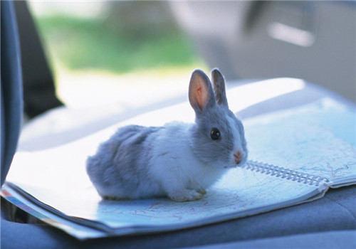 兔子能喝温水吗 