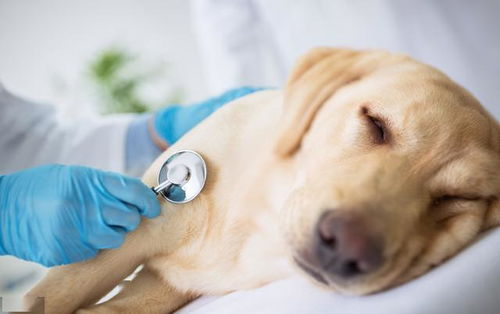 狗狗经常咳嗽别以为是正常现象,小心狗狗得了支气管炎