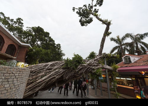 倒下的枯树干高清图片下载 红动网 