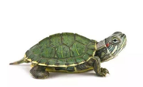 新手养好龟常见问题十问十答,学习做个合格饲养者