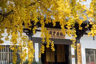 惠济寺千年银杏树：历史的见证，生命的传奇