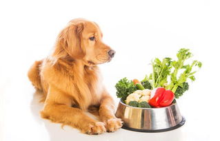 狗狗长期吃人类的食物有什么危害