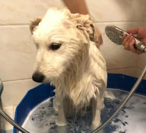 狗子洗澡洗不干净,用对方法,洗的干净还省时间