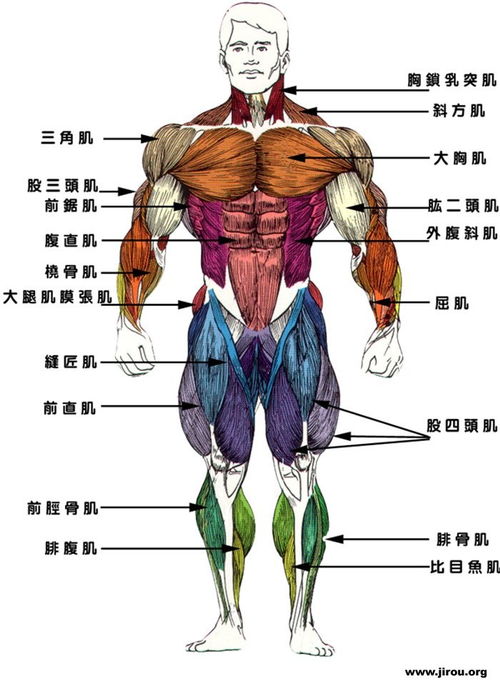 手臂肌肉 信息图文欣赏 信息村 K0w0m Com