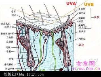 uva指的是什么,uva是什么意思啊-第1张图片