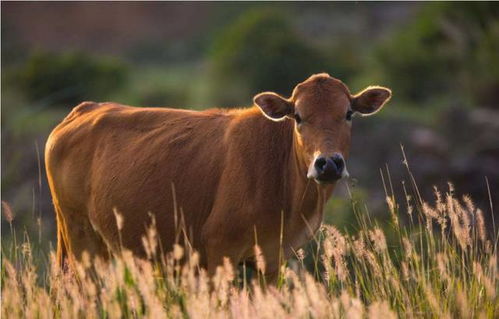 关于肉牛杂交常见方法及优势分析,杂交黄牛有哪些