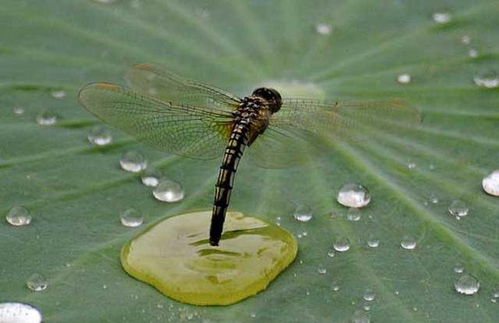 《蜻蜓点水》的典故,蜻蜓点水的由来与典故