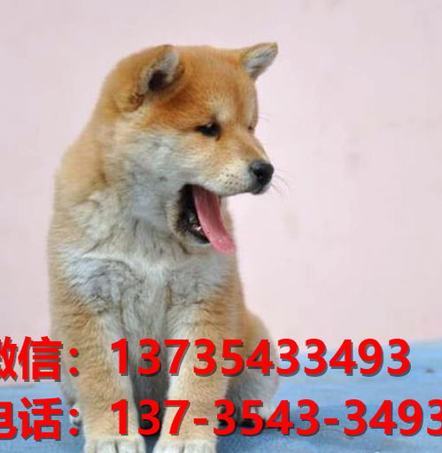 青岛宠物狗狗犬舍出售纯种柴犬幼犬短毛豆柴活体卖狗地方在狗市场